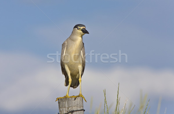 Black crowned Night Heron Stock photo © pictureguy