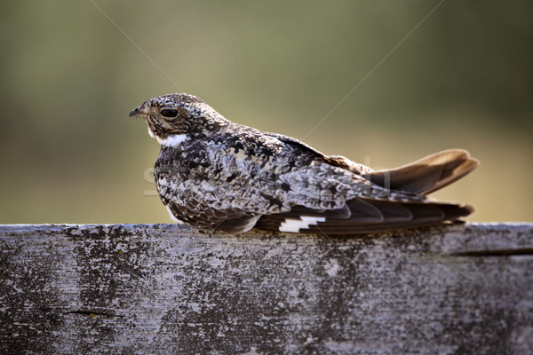 Common Nighthawk resting on cross post Stock photo © pictureguy