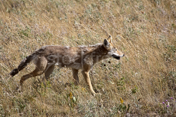 Coyote in Waterton Lakes National Park of Alberta Stock photo © pictureguy