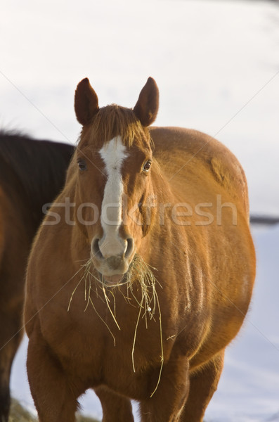 Stok fotoğraf: At · kış · yeme · saman · saskatchewan · Kanada