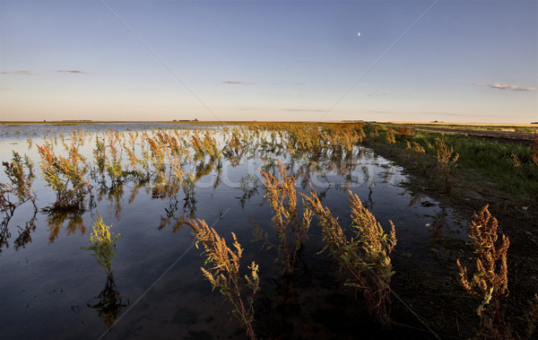 Trocken Saskatchewan Kanada Sonnenuntergang Natur Landschaft Stock foto © pictureguy