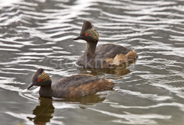 Horned Grebe  Stock photo © pictureguy