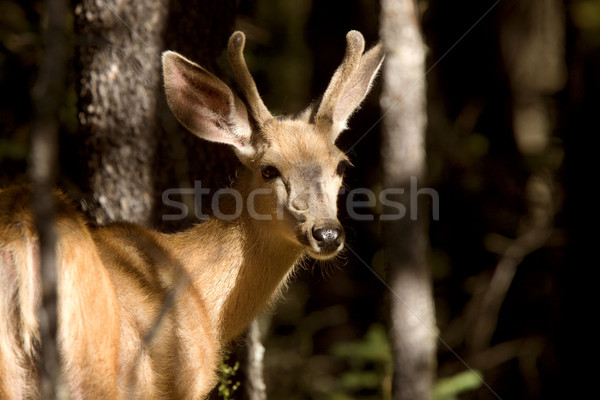 Deer Buck Stock photo © pictureguy