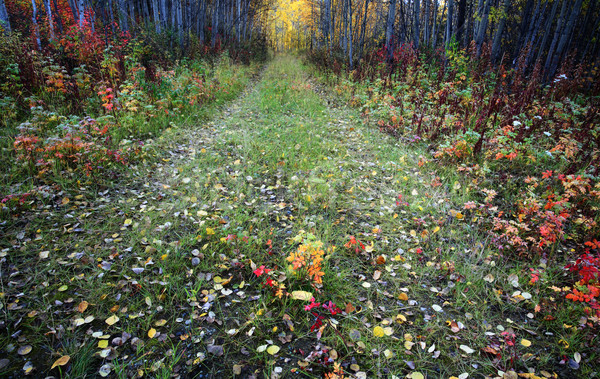 Autumn colors along Northern British Columbia forest trail Stock photo © pictureguy