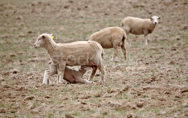 Lamb suckling on its ewe Stock photo © pictureguy
