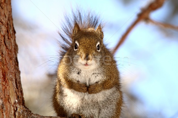 Red Squirrel sitting on branch Stock photo © pictureguy