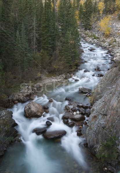 Rivier bergen Canada boom bos Stockfoto © pictureguy