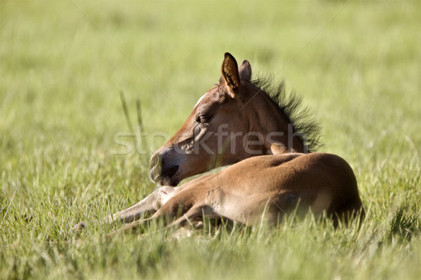 Colt newborn in field Stock photo © pictureguy