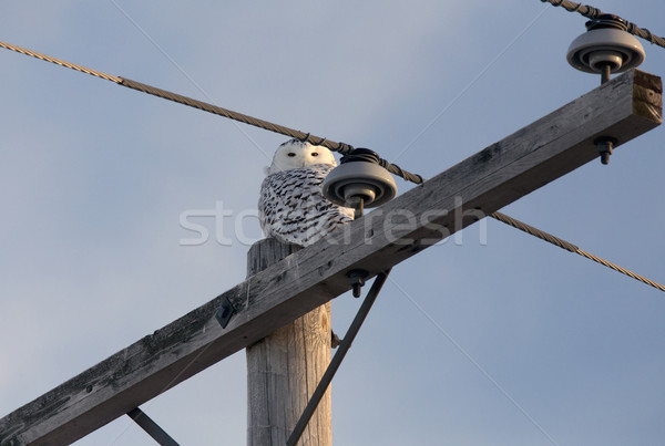 Snowy Owl Stock photo © pictureguy