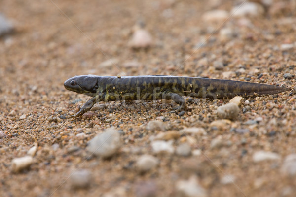 Tiger Salamander Stock photo © pictureguy