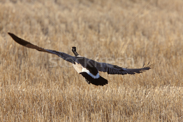 Canada Geese in Flight  Stock photo © pictureguy