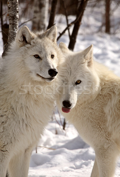 オオカミ 近い 一緒に 冬 色 ストックフォト © pictureguy