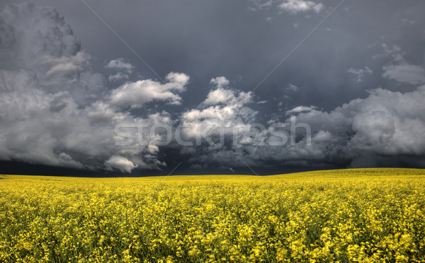 Préri viharfelhők baljós időjárás Saskatchewan Kanada Stock fotó © pictureguy