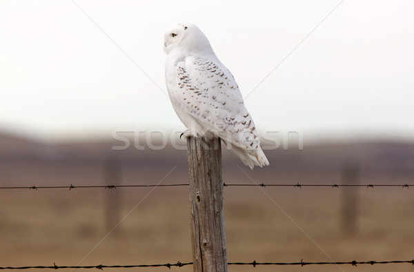 Snowy Owl on Fence Post Stock photo © pictureguy