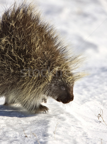 Porcupine in winter Stock photo © pictureguy