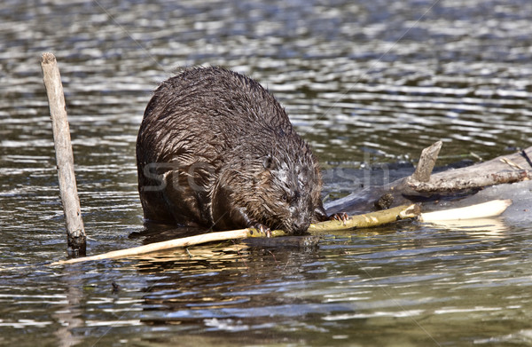 Stock photo: Beaver at Work