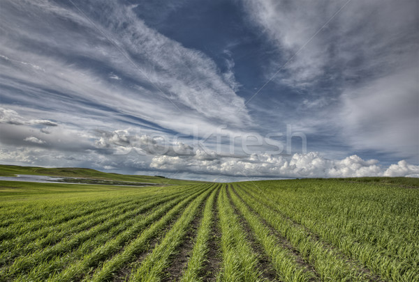 Newly Planted Crop Stock photo © pictureguy