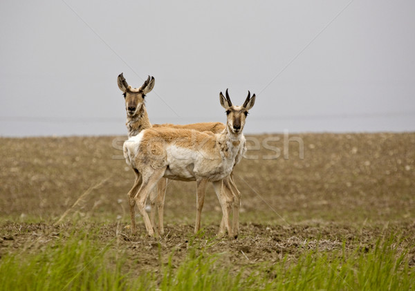 Pronghorn Antelope Stock photo © pictureguy