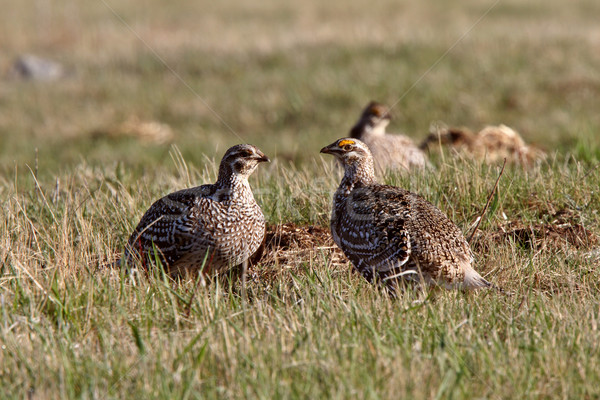 Stock photo: Sharp tailed Grouse at lek finding dominate male