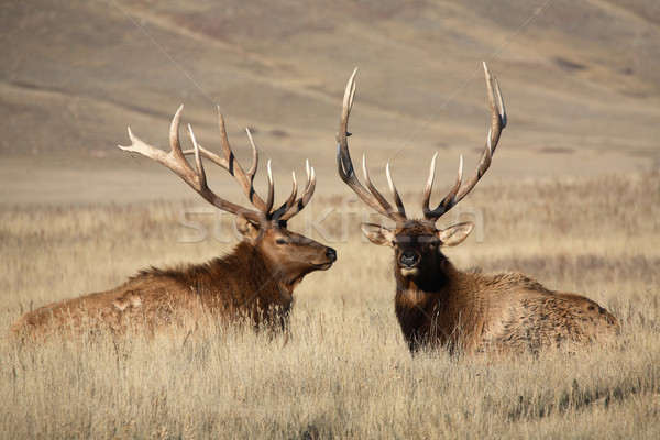 Bull elks with large antlers in scenic Saskatchewan Stock photo © pictureguy