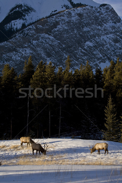 Wild Elk in Winter Stock photo © pictureguy