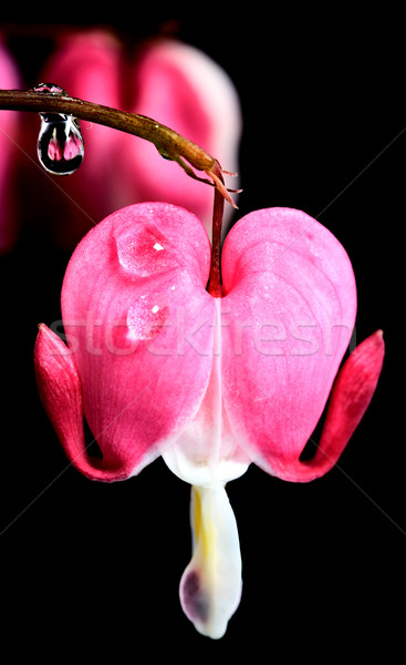 Makro krwawienie serca kwiat studio Zdjęcia stock © pictureguy