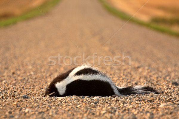 Dead skunk in the middle of a Saskatchewan country road Stock photo © pictureguy