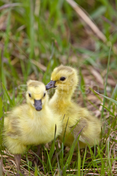Baby Geese Goslings in Grass Saskatchewan Stock photo © pictureguy