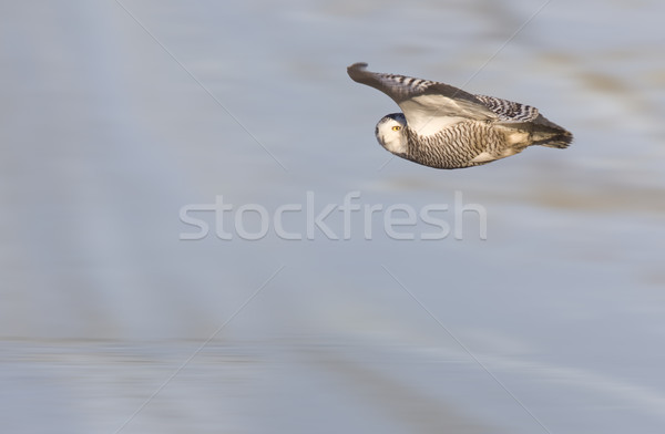 Snowy Owl in Flight Stock photo © pictureguy