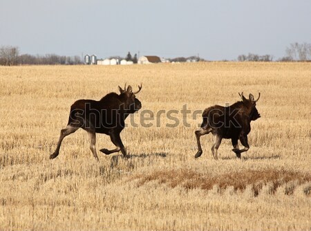Stock photo: Prairie Moose