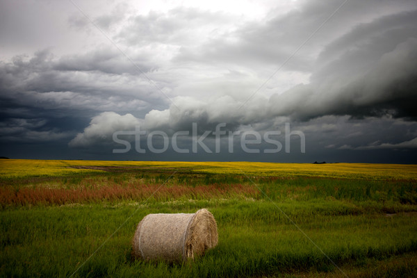 Nuages ​​d'orage saskatchewan foin bale domaine pluie [[stock_photo]] © pictureguy