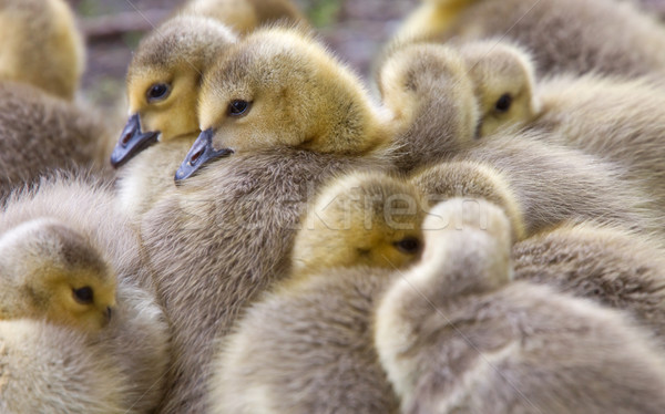 Canada Goose Chicks Stock photo © pictureguy