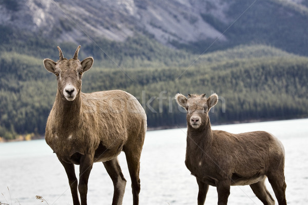 Montana ovejas Canadá jóvenes nino nieve Foto stock © pictureguy