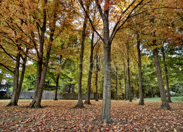 Autumn Trees Stock photo © pictureguy