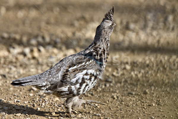 Spruce Grouse Stock photo © pictureguy