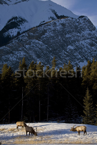 Wild Elk in Winter Stock photo © pictureguy