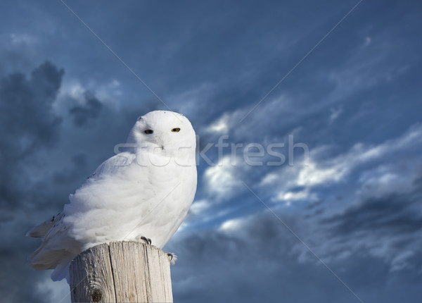 フクロウ 冬 サスカチュワン州 カナダ 冷たい ストックフォト © pictureguy