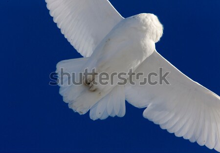 Snowy Owl in Flight Stock photo © pictureguy
