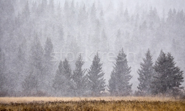 Cypress Hills in Winter Stock photo © pictureguy
