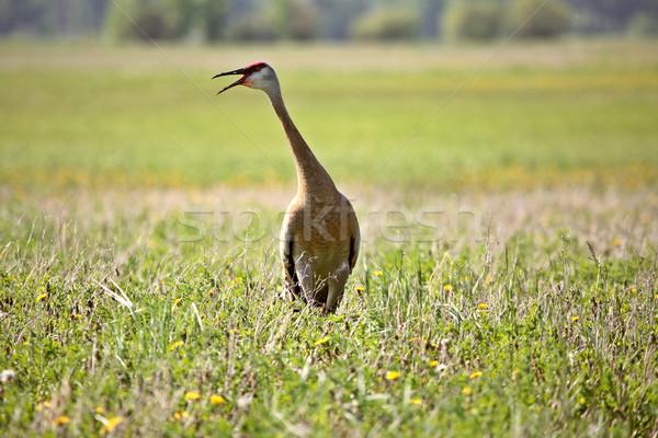 Sandhill Crane in a Saskatchewan field Stock photo © pictureguy