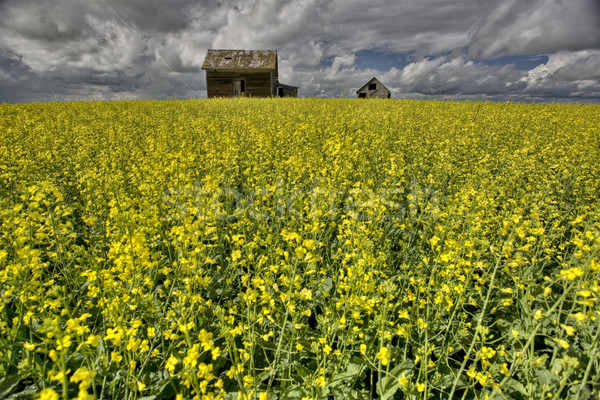 加拿大 紅色 穀倉 薩斯喀徹溫省 雲 商業照片 © pictureguy