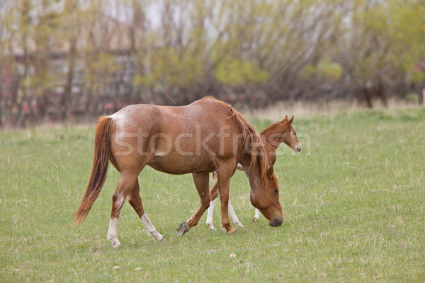 Foto stock: Cavalo · saskatchewan · Canadá · primavera · esportes