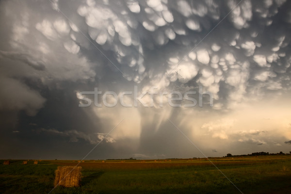 Nuages ​​d'orage saskatchewan foin ciel nature paysage [[stock_photo]] © pictureguy