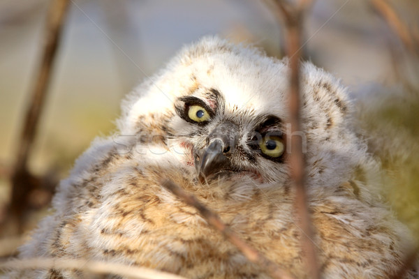 Great Horned Owlet in nest Stock photo © pictureguy