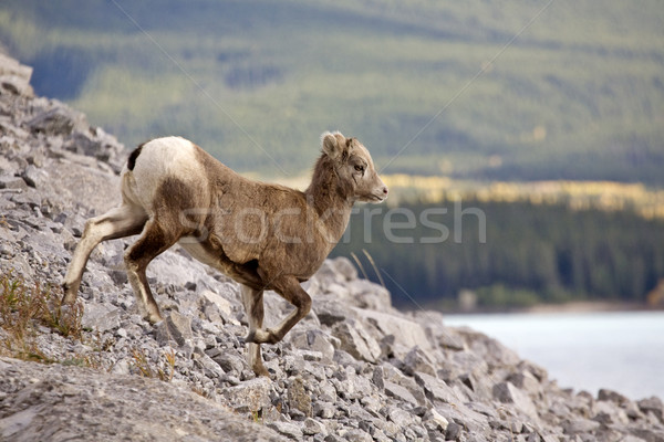Montana ovejas Canadá jóvenes nino nieve Foto stock © pictureguy