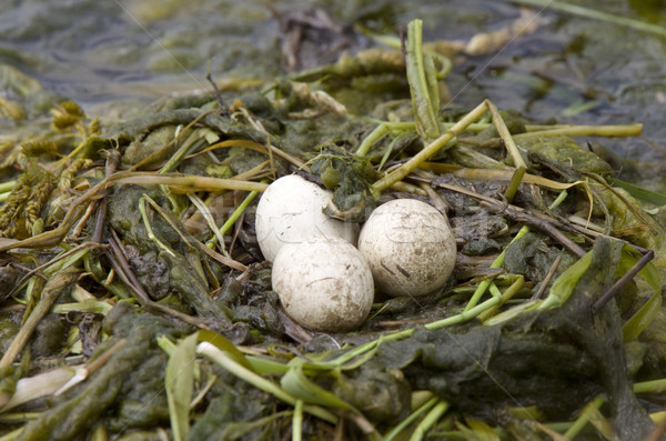 Horned Grebe Eggs Stock photo © pictureguy