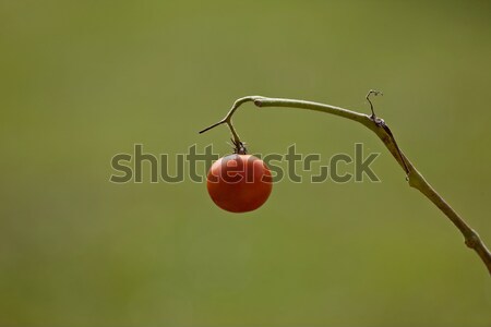 Tomato on the vine Stock photo © pictureguy
