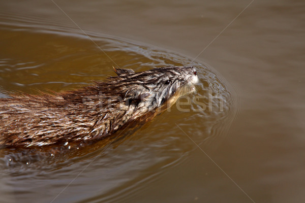 Muskrat swimming in a roadside pothole Stock photo © pictureguy