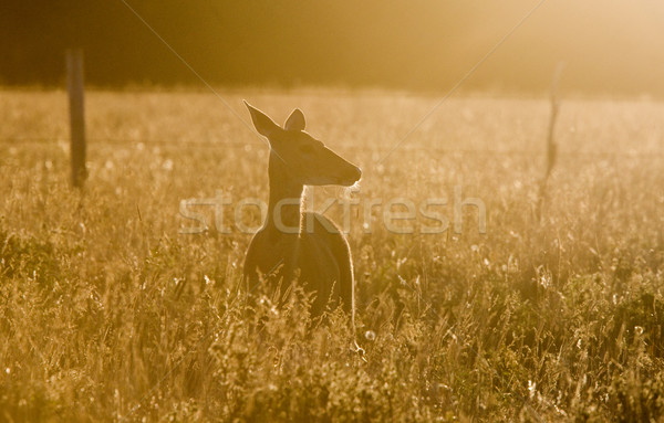 Deer in a field Stock photo © pictureguy