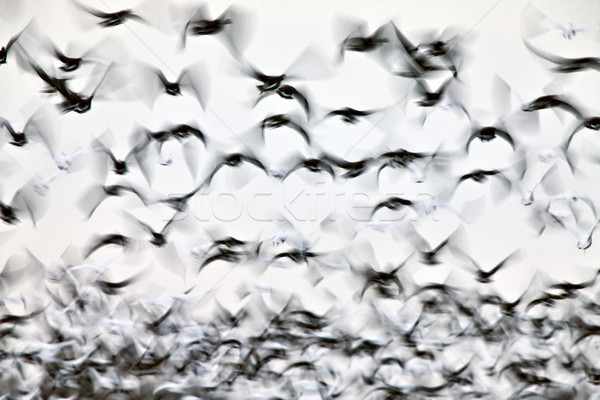 Movimento neve oche uccello inverno piuma Foto d'archivio © pictureguy